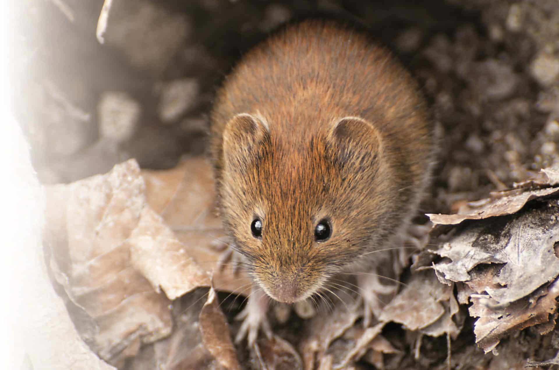 Mäuse im Wald - landwirt-media.com