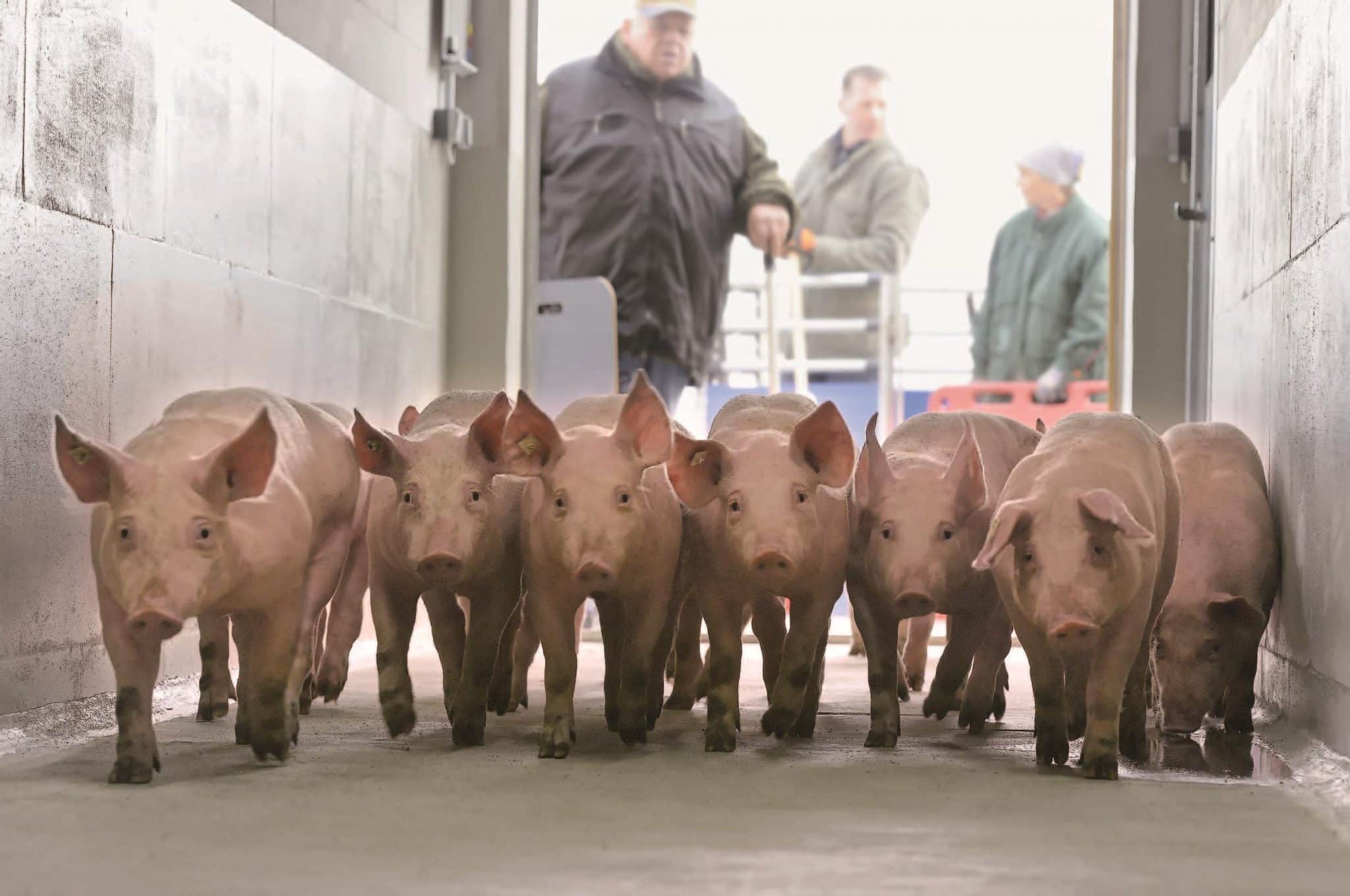 10 Tipps zum Treiben von Schweinen - landwirt-media.com