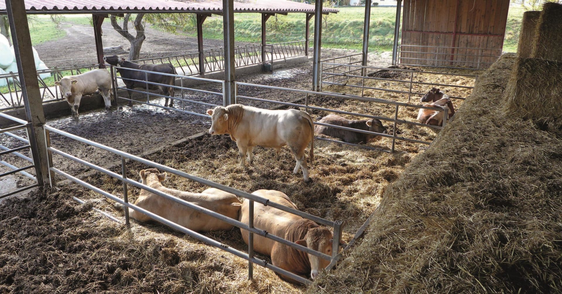 Mehr Tierwohl Für Maststiere Landwirt 1672