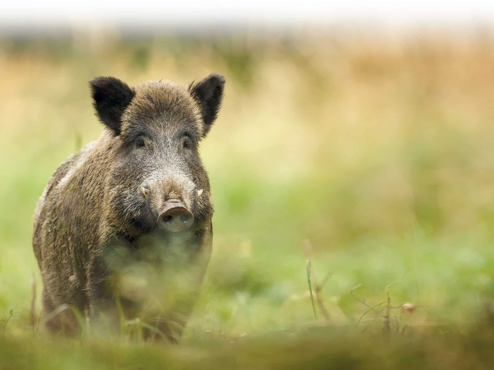 Achtung Afrikanische Schweinepest - Landwirt-media.com