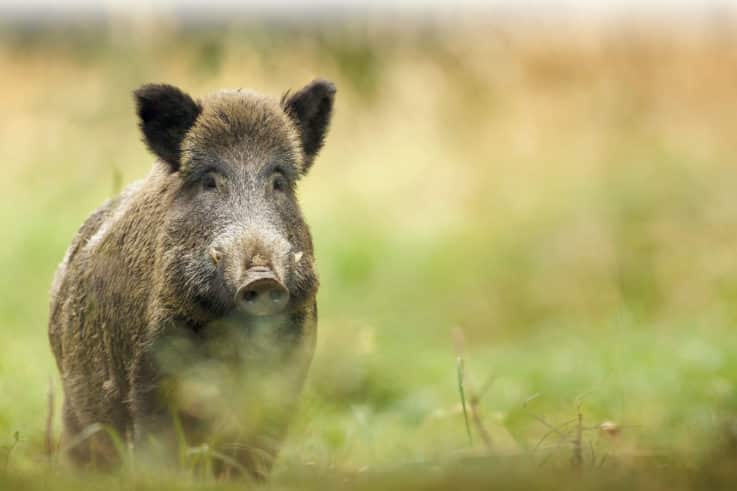 Achtung Afrikanische Schweinepest - Landwirt-media.com