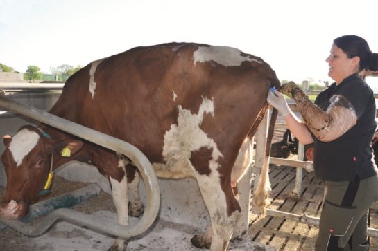 Leistungsorientiert besamen - landwirt-media.com