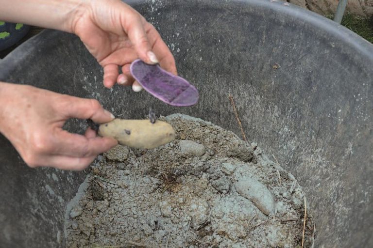 Kartoffeln Setzen: Anleitung Für Eine Erfolgreiche Ernte - Landwirt ...