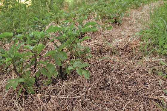 Kartoffeln Setzen: Anleitung Für Eine Erfolgreiche Ernte - Landwirt ...