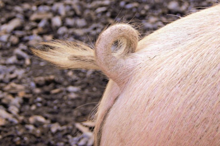 Schweine mit ganzen Schwänzen - landwirt-media.com