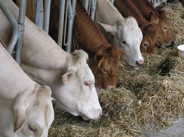 Deutschland: Sperrzonen wegen neuer Blauzungenfälle - landwirt-media.com