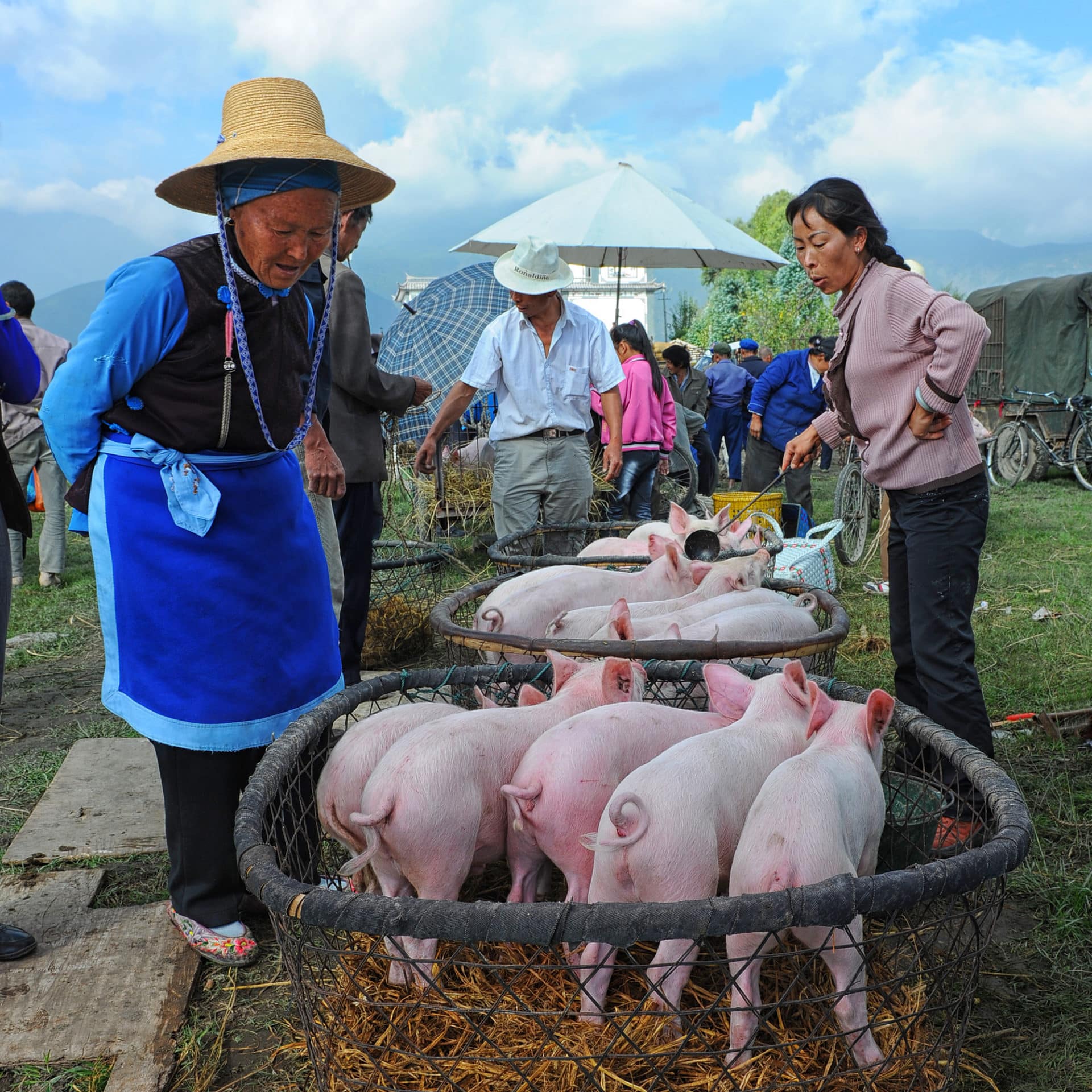 Weniger Schweine in China - landwirt-media.com
