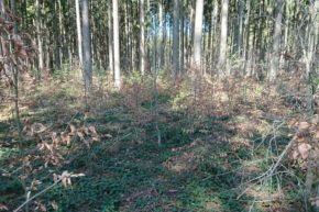 Trockenheit im Wald