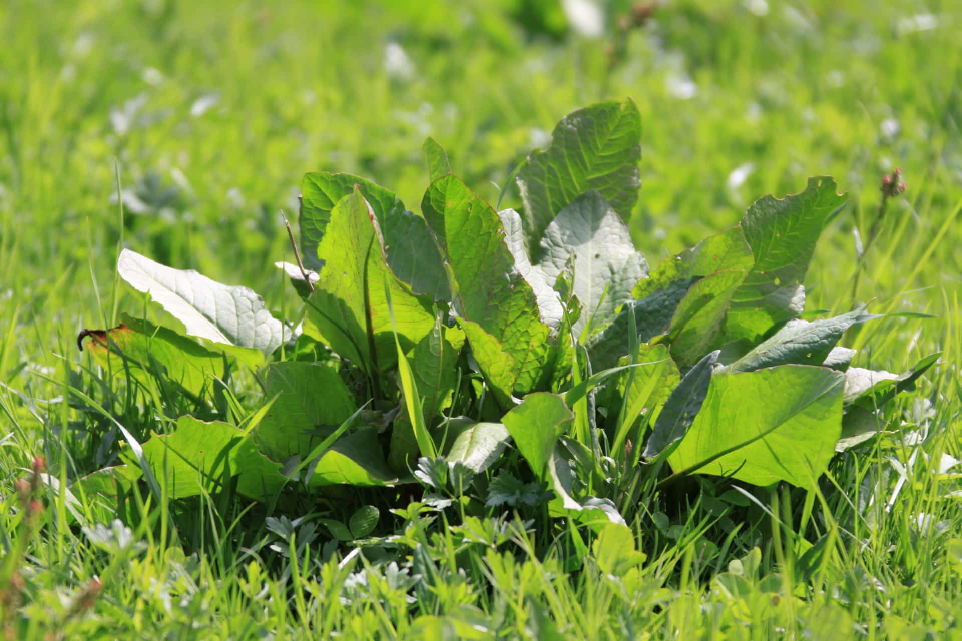 Ampfer: Problemunkraut oder wertvolle Pflanze? - landwirt-media.com