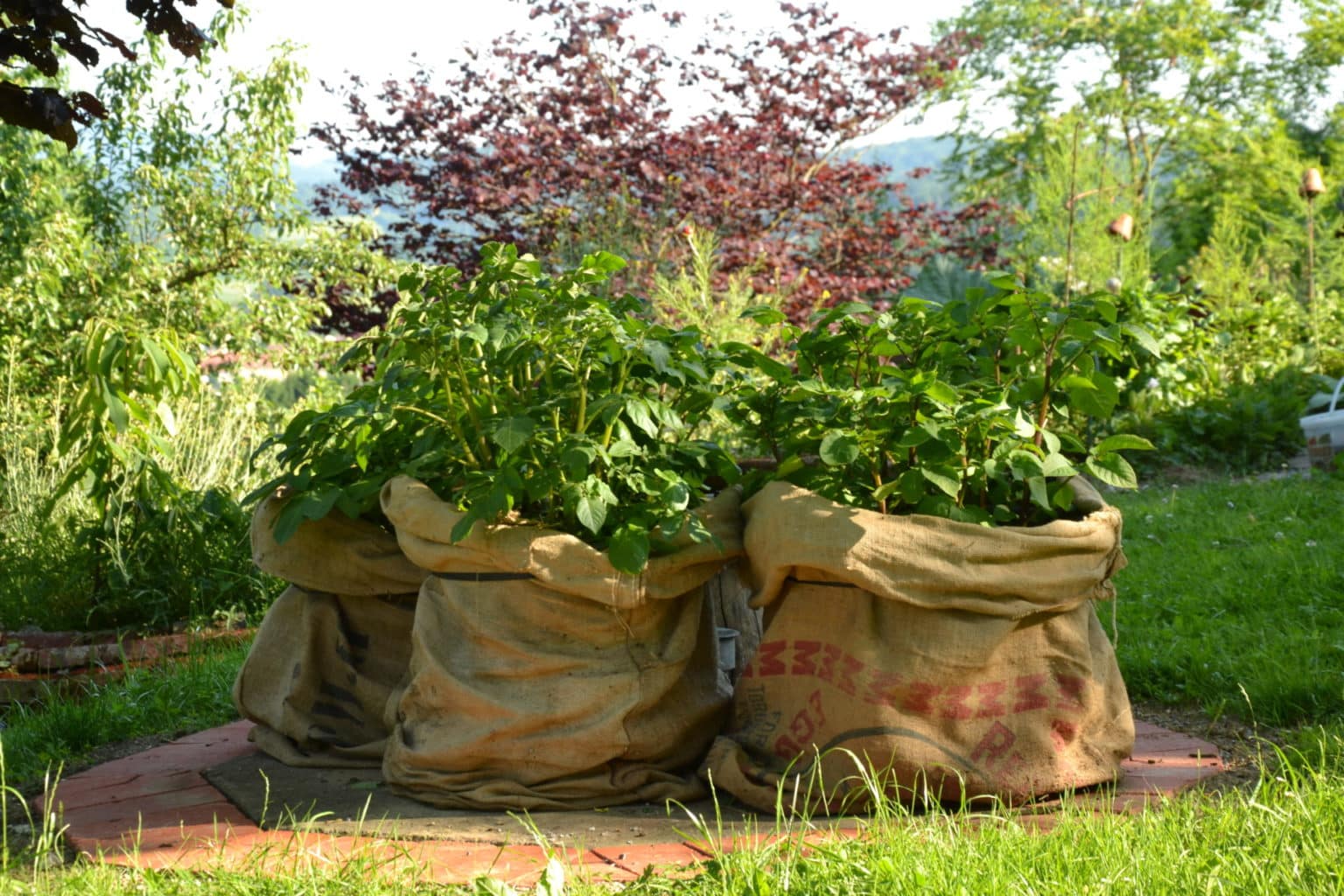 Schuppen, Kompost und Co im Garten verschönern landwirt