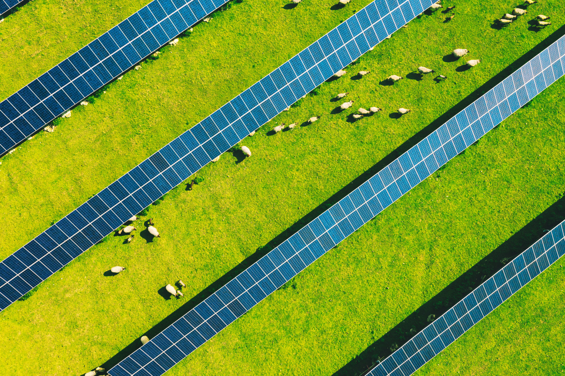 Leitfaden Zur Agri-Photovoltaik - Landwirt-media.com