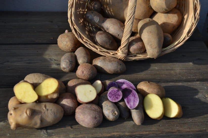 Kartoffeln setzen anbauen pflanzen Zeitpunkt Tiefe Abstand Frühkartoffeln Garten Hausgarten Hausacker Topf Balkon Heu