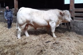 Fleischrind Charolais Maizinger