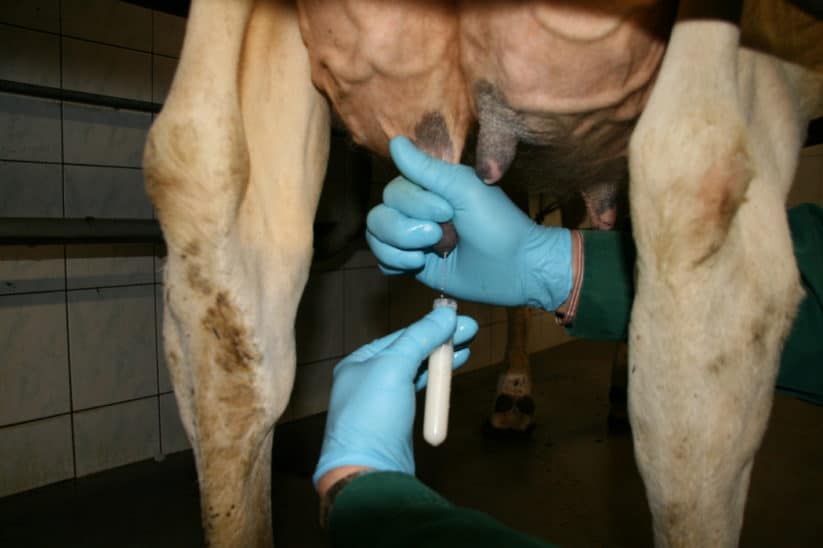 Methanausstoß einer Kuh aus der Milchprobe errechnen.