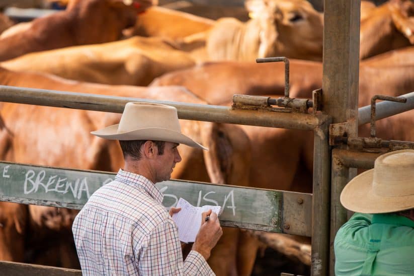 Mann steigert Rinder in Australien