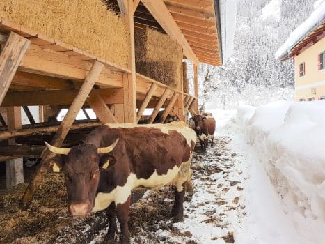 Kuh im Winter im Auslauf