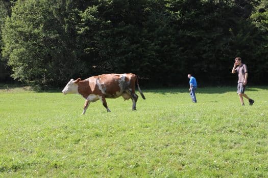 Kuh auf der Weide beim Treiben
