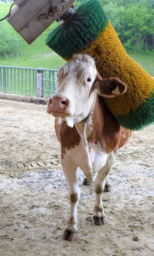 Kuh mit Kratzbürste
