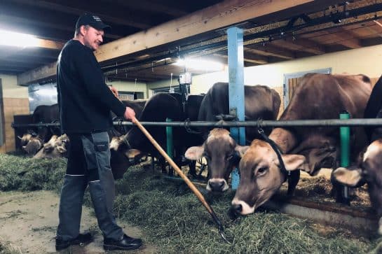 Braunvieh Jungzüchter Kombinationshaltung Milch