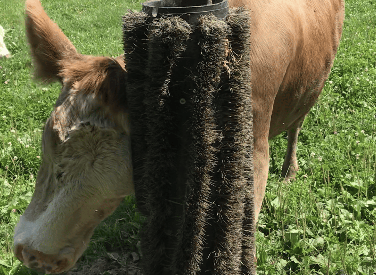 Kuh mit Kratzbürste