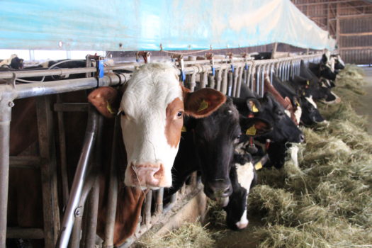 Bio-Kühe im Stall der Unterwegers