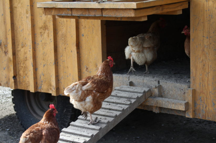 Hühner gehen in den Stall
