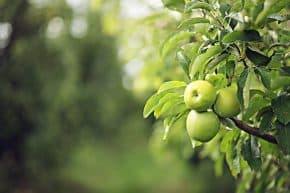 Streuobstwiese Apfel