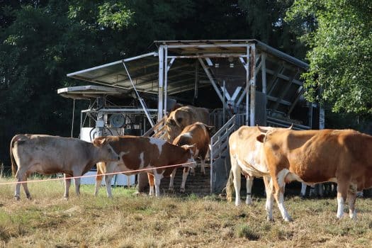 Weidemelkstand