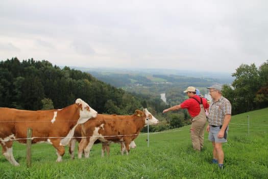 Landwirte mit Kühen auf der Weide