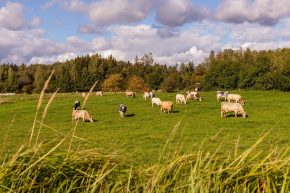 Kühe auf der Weide