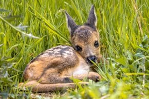 Rehkitz im Gras