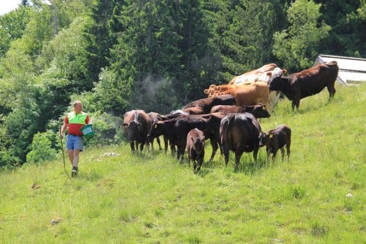 Jeden zweiten Tag kontrolliert Johann Streitberger die Zäune, die Rinder folgen ihm.