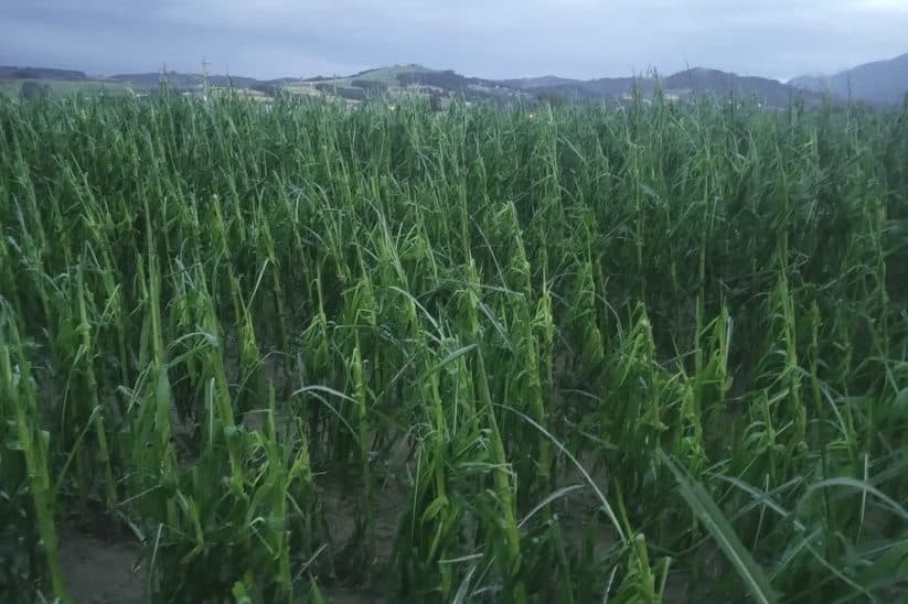 Die Landwirtschaft beklagt erneut schwere Unwetterschäden. Im Bild: Zerstörter Mais in Oberösterreich