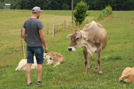 Landwirt Mathias Lingg mit Kuh Blümle auf der Weide.