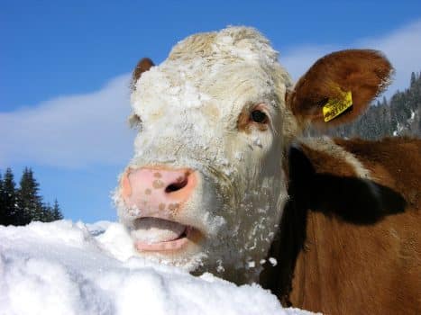 Kuh mit Schnee