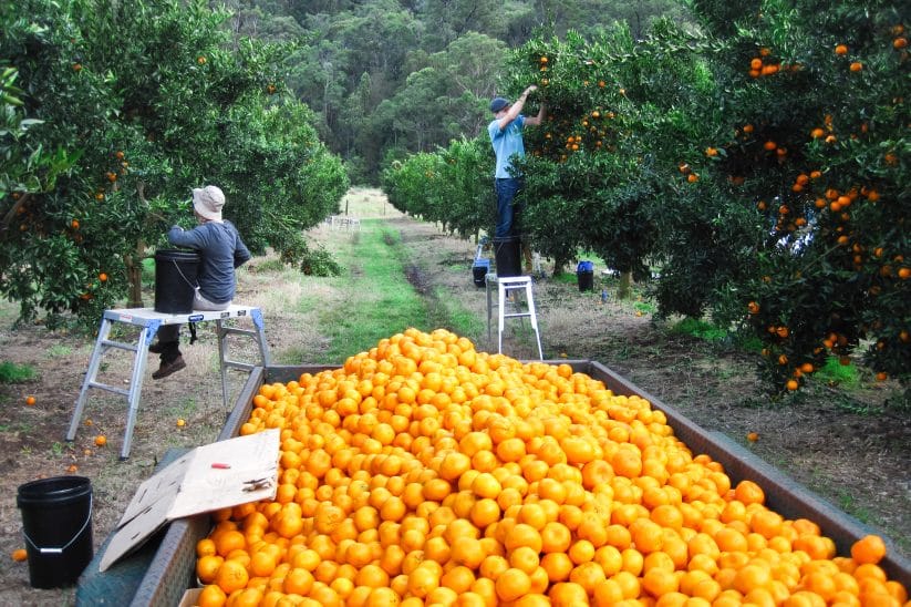 Mandarinenanbau in Australien
