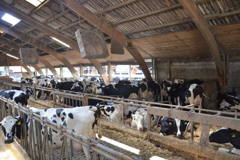 Kühe im Stall mit Ventilator