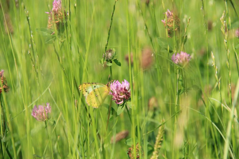 Schmetterling in Wiese