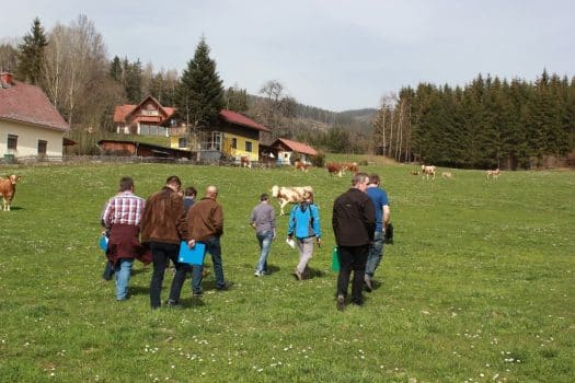 Gang auf die Weide