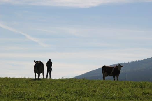 Kühe und Landwirt auf der Weide