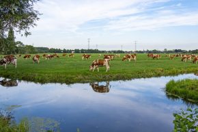 Rinderweide mit Wasser