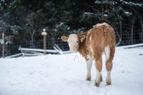 Kalb im Schnee