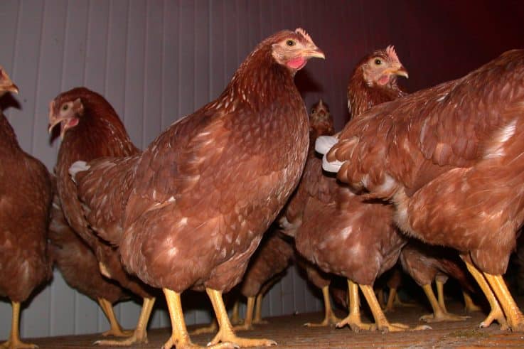 Das Geflügel muss wegen des Vogelgripper-Risikos in weiteren Bezirken wieder im Stall gehalten werden.