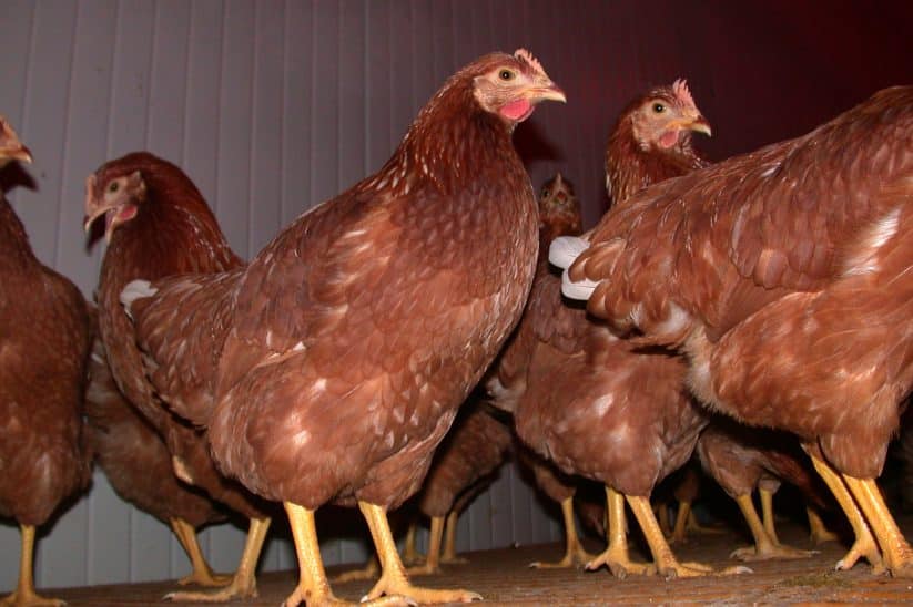 Das Geflügel muss wegen des Vogelgripper-Risikos in weiteren Bezirken wieder im Stall gehalten werden.