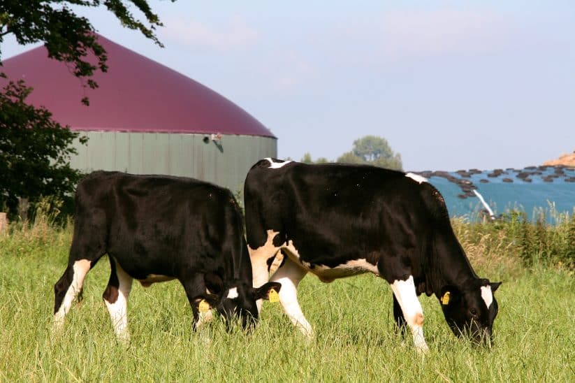 Rindergülle kann in Biogasanlagen nochmals verwertet werden, bevor sie als Wirtschaftsdünger ausgebracht wird.