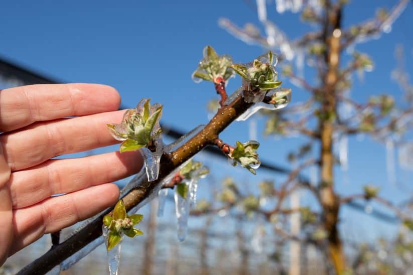 Frostschäden sorgten in diesem Jahr für eine schlechte Apfelernte in Deutschland.